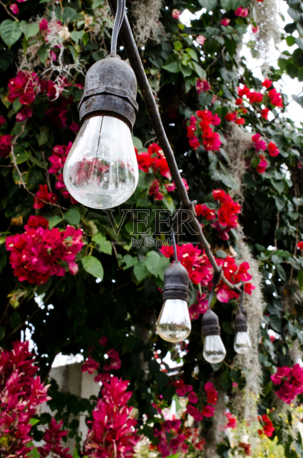 植物园里用绳子吊着的灯泡。照片摄影图片