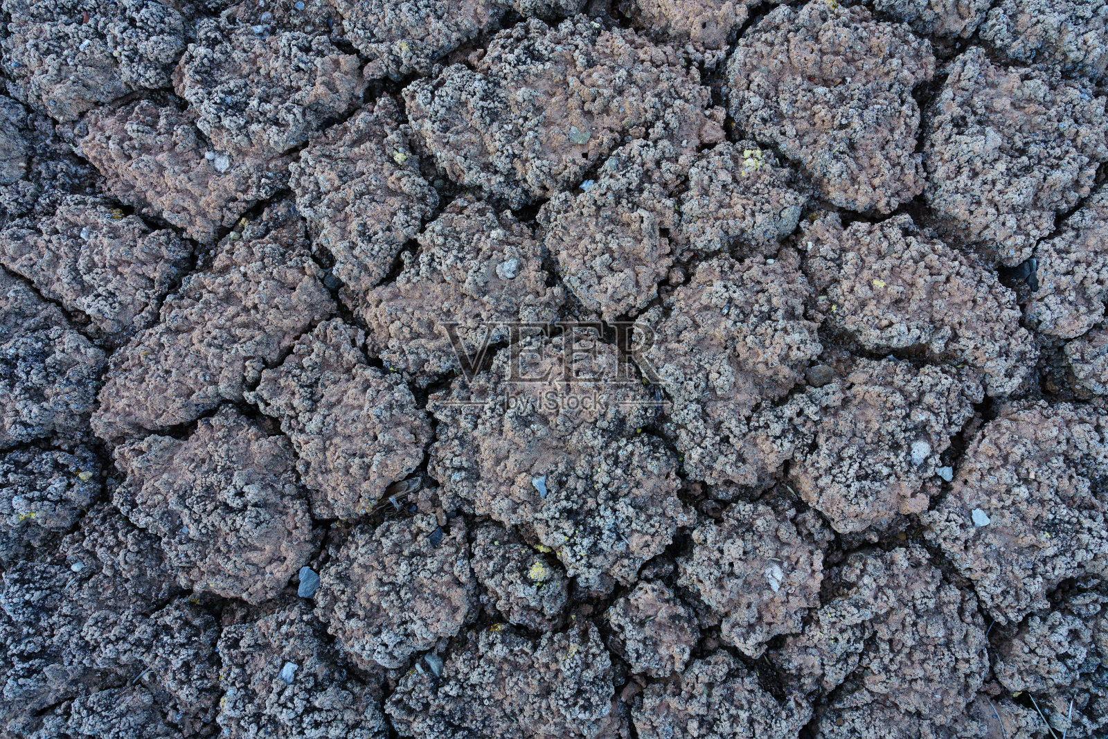Cryptobiotic土壤照片摄影图片