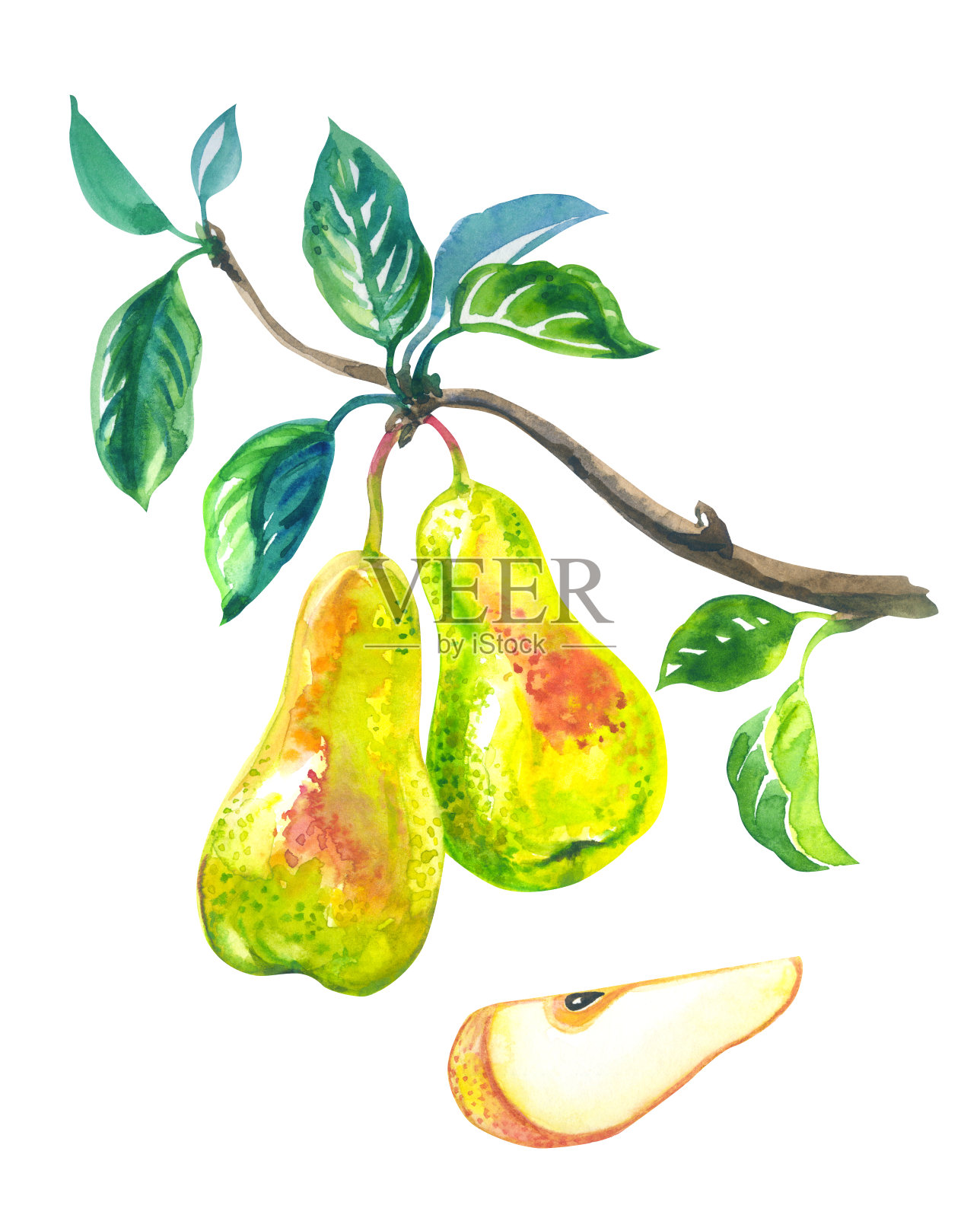 树枝上的梨子和一片梨子，水彩画插画图片素材
