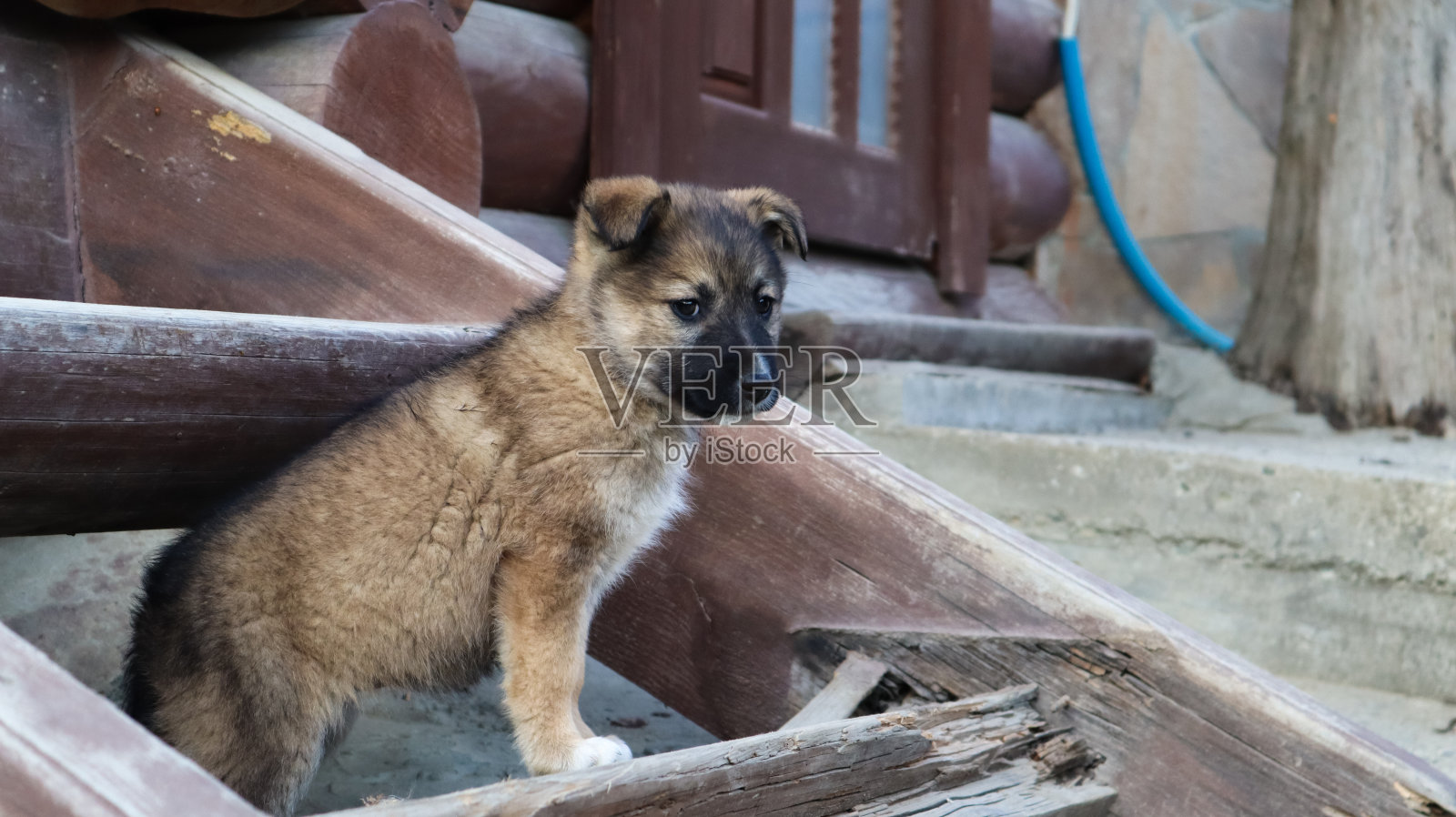 无家可归的小狗在村子房子附近的楼梯上。一只滑稽的小狗看守着房子照片摄影图片