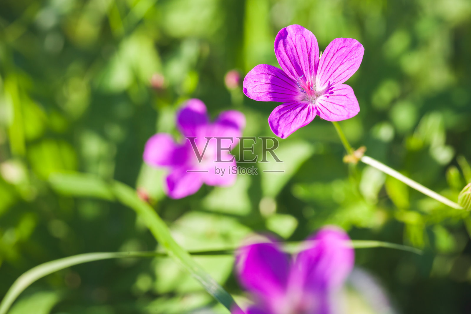 生长在欧洲森林中的野生紫色花照片摄影图片