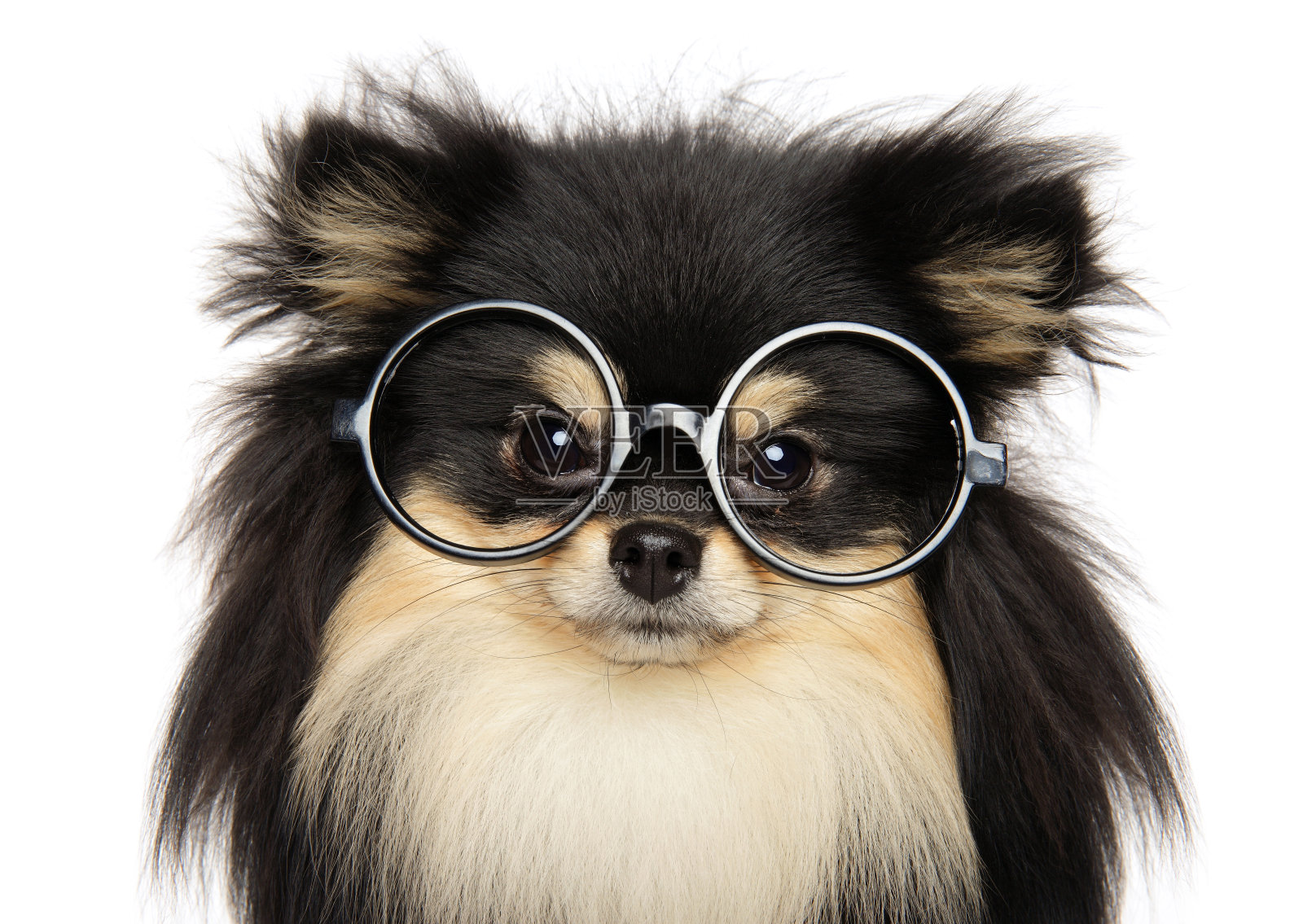 白色背景上戴着眼镜的搞笑狗照片摄影图片
