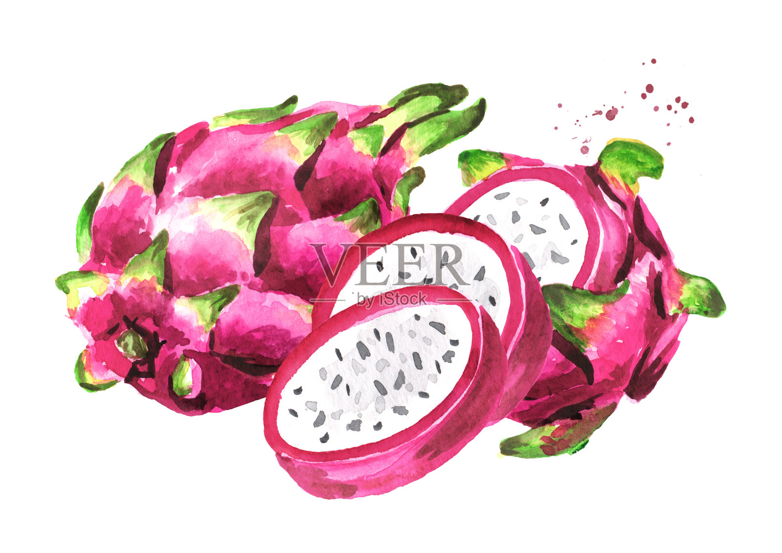 火龙果。龙的水果。手绘水彩插图孤立的白色背景插画图片素材