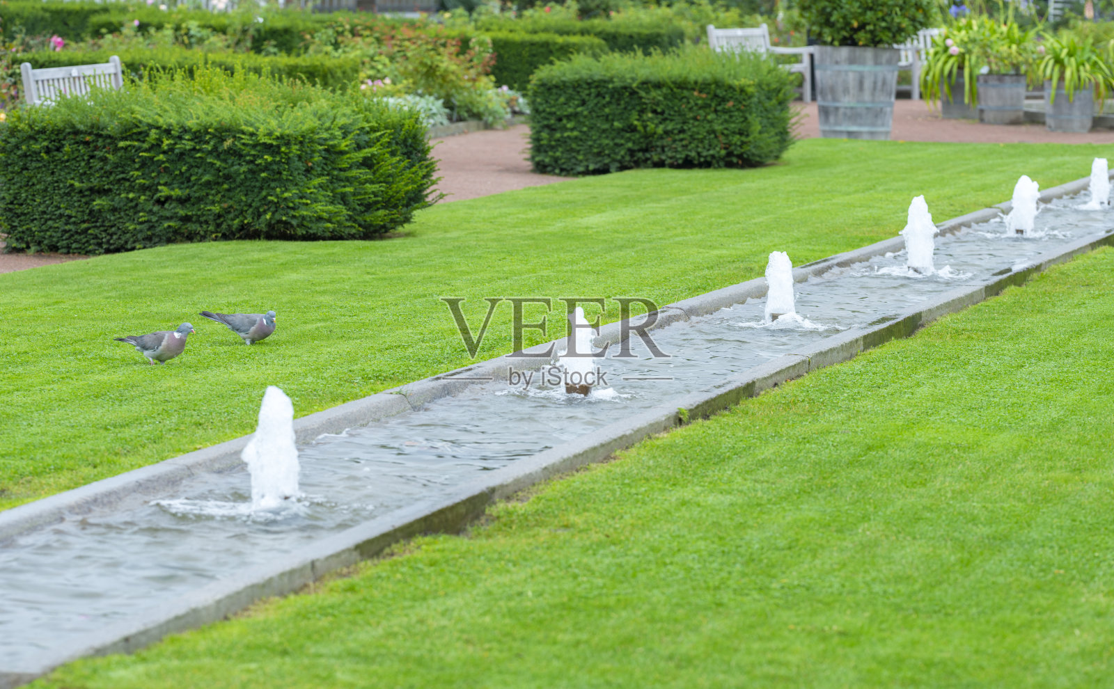 两只鸽子和喷泉在空花园照片摄影图片