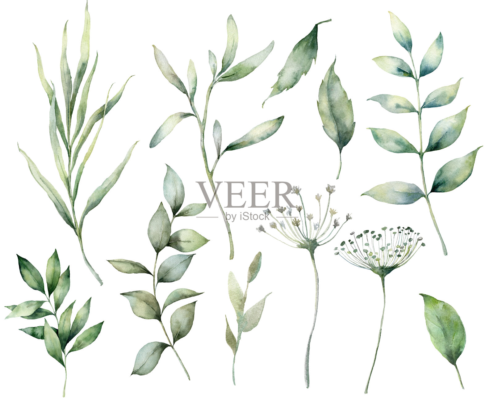 一套水彩春枝和草药。手绘桉树叶子和草孤立在白色的背景。为设计、印刷、织物或背景而作的花插图。植物。插画图片素材
