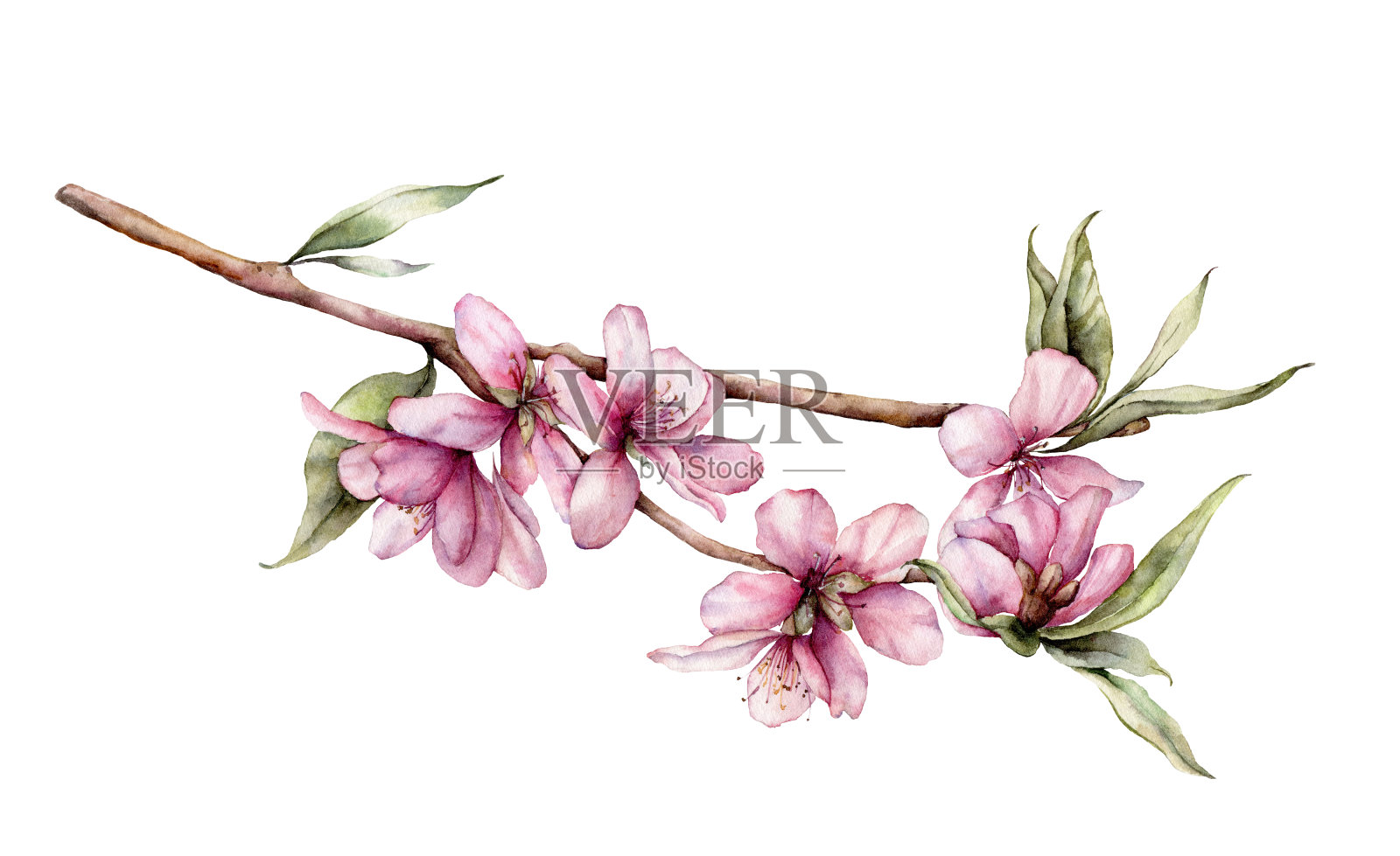 水彩樱花。手绘的花，叶和树枝孤立在白色的背景。花卉春季插图设计，印刷，织物或背景。插画图片素材