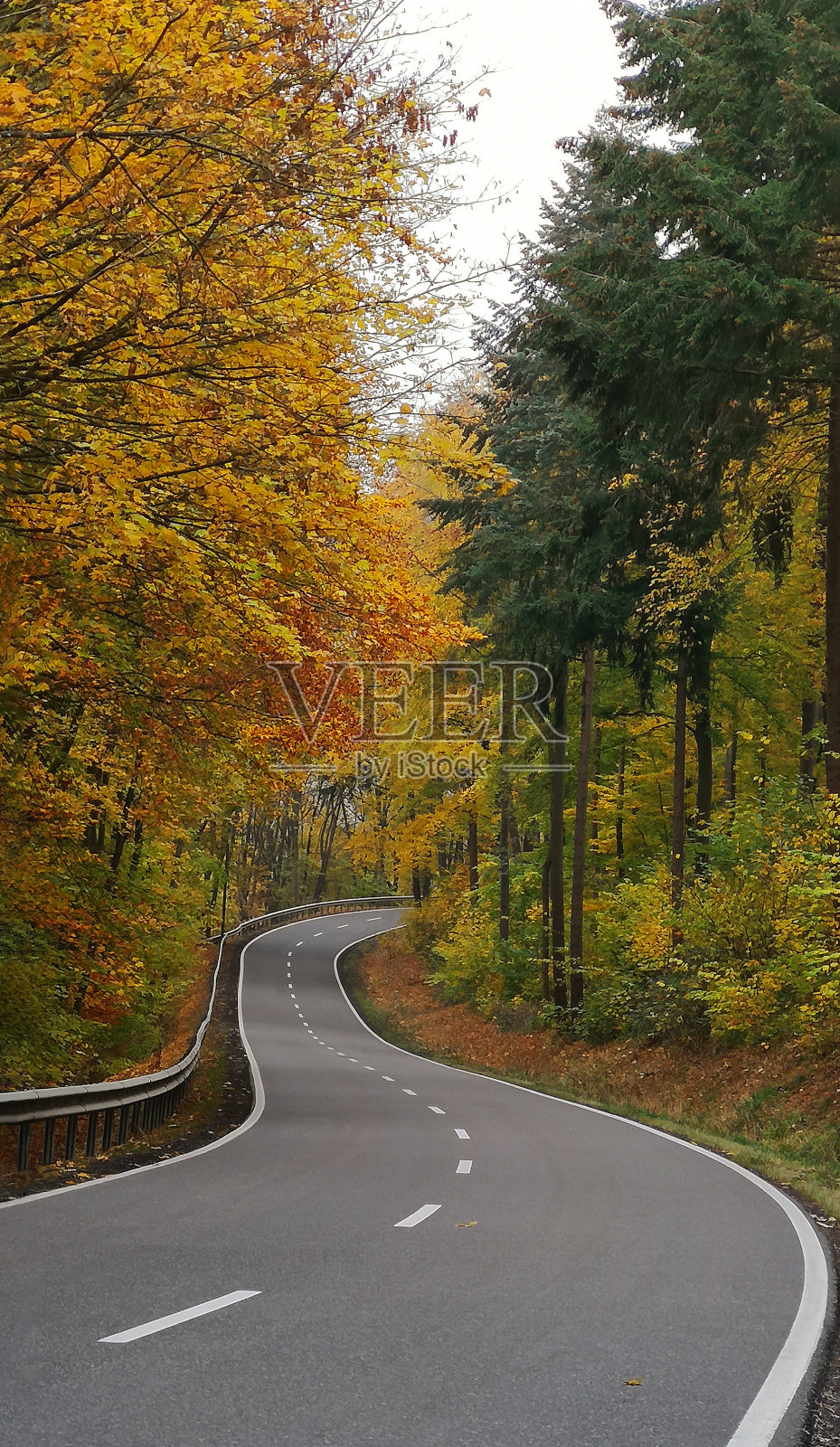 垂直拍摄美丽的蜿蜒的丘陵高速公路，或乡村公路，通过色彩斑斓的秋天森林与落叶和针叶树高大的树木在阴天的德国。欧洲的风景,选择聚焦照片摄影图片