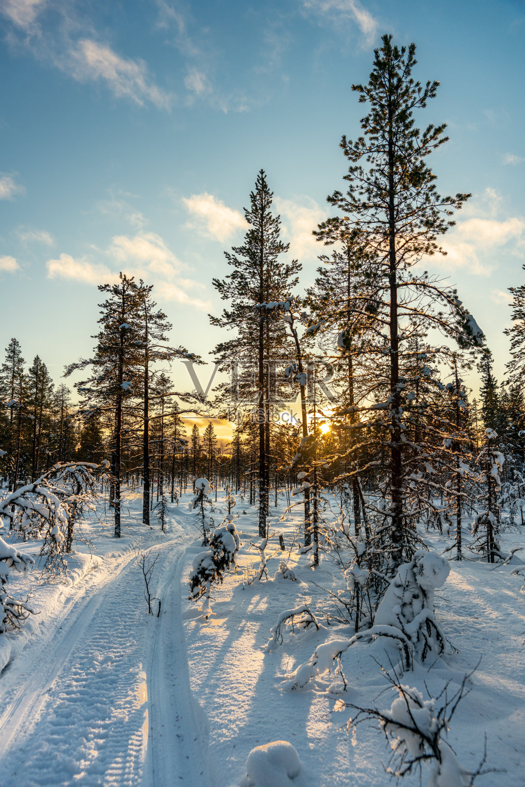 橘色的太阳在瑞典高地的树下落下照片摄影图片