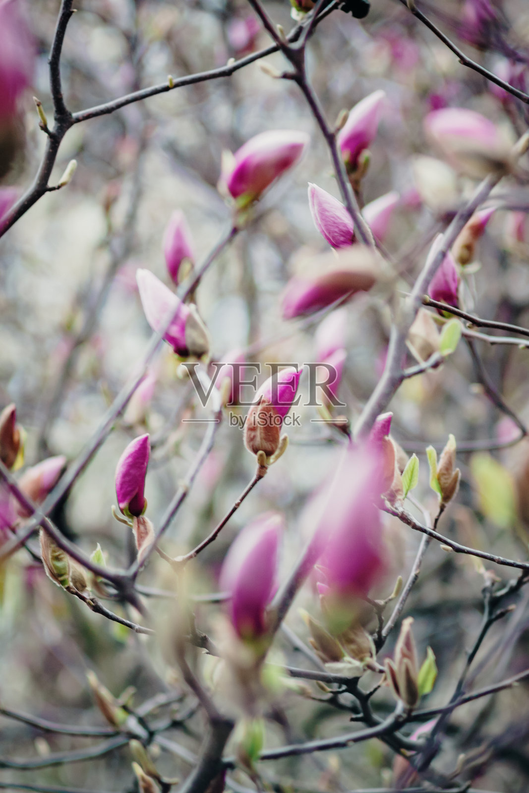 背景的粉红色木兰芽在一棵树上照片摄影图片
