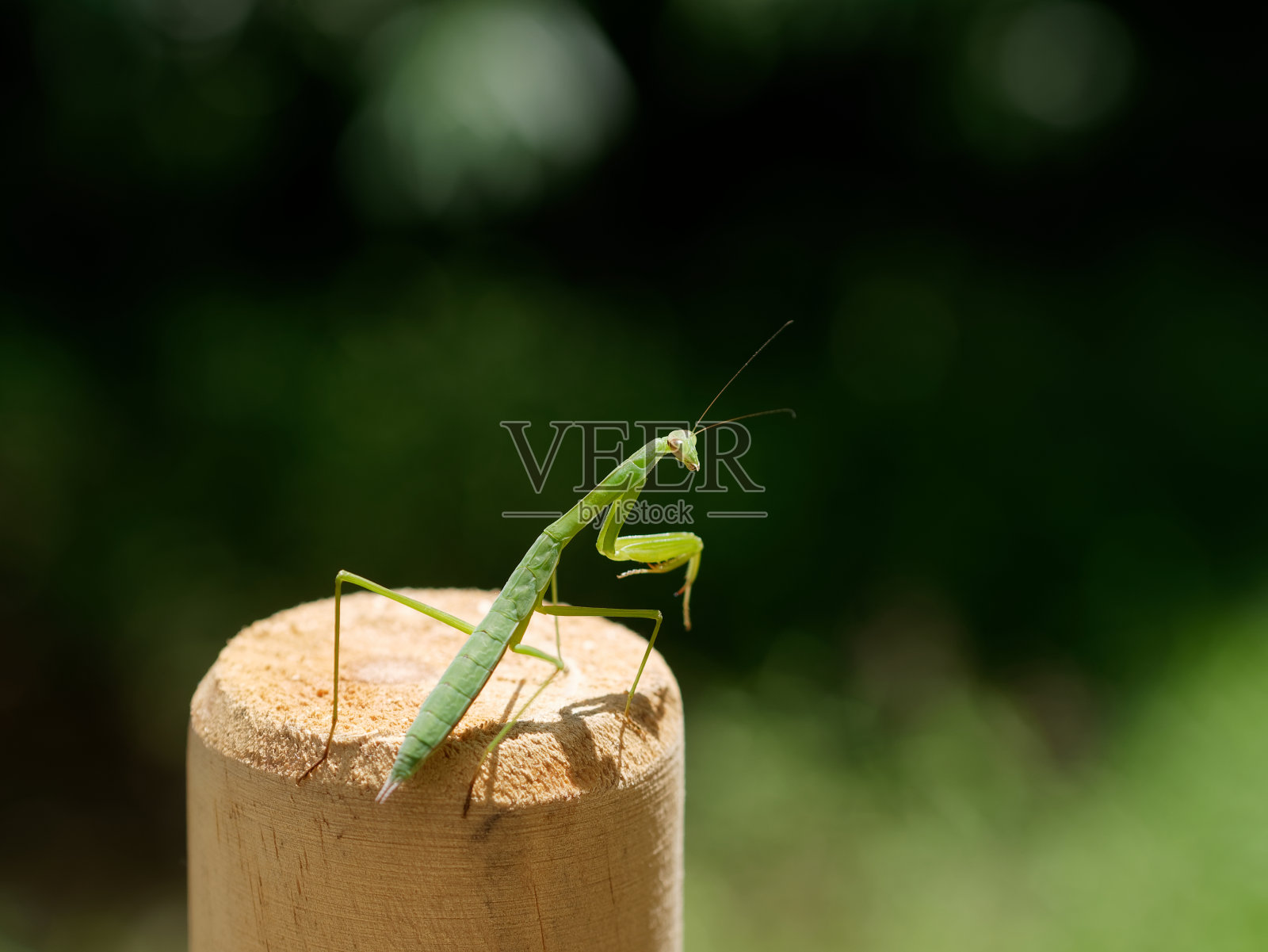绿色螳螂在木栅栏上的特写，看着背景模糊的相机。照片摄影图片