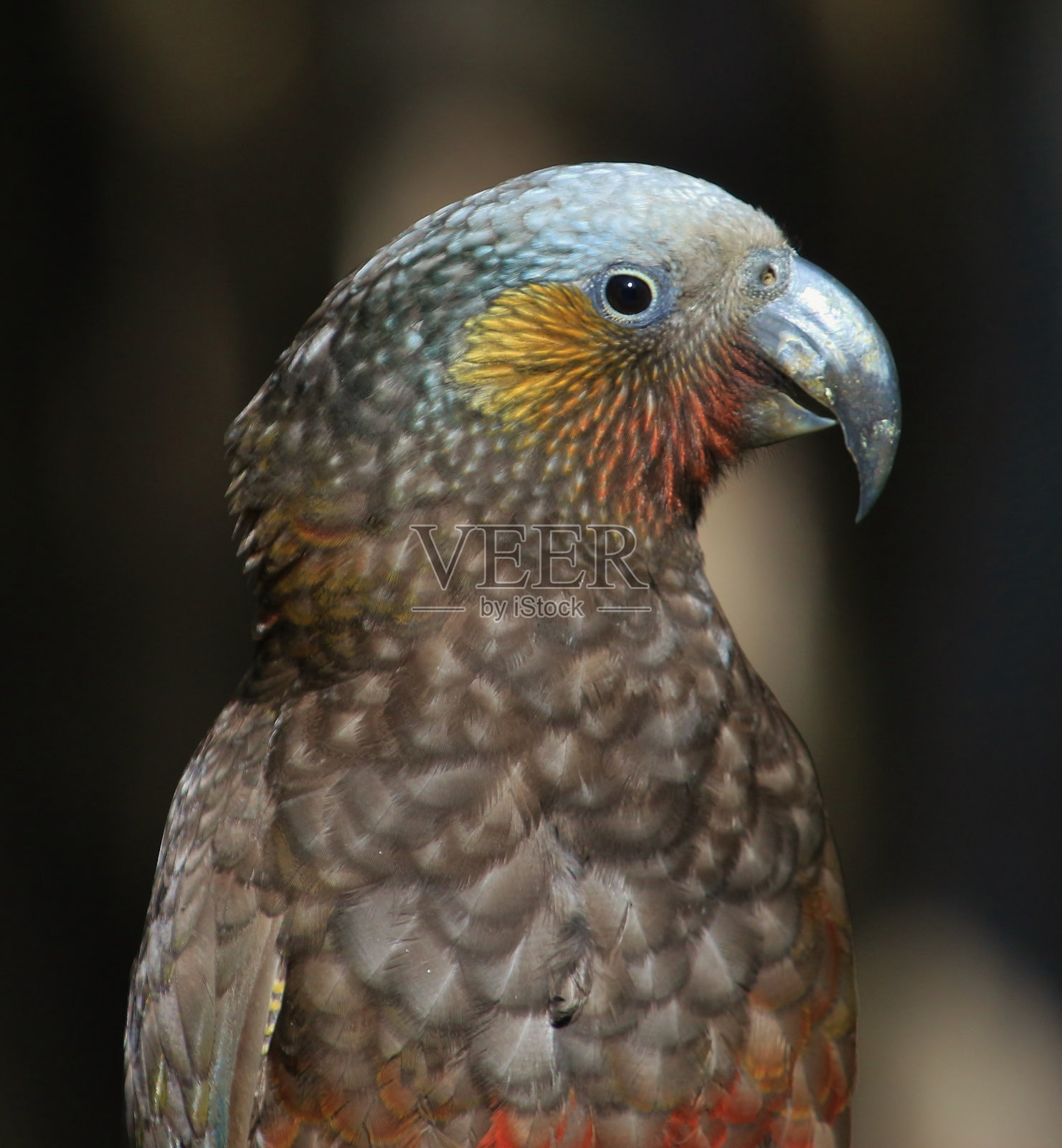 新西兰南岛卡卡鹦鹉照片摄影图片