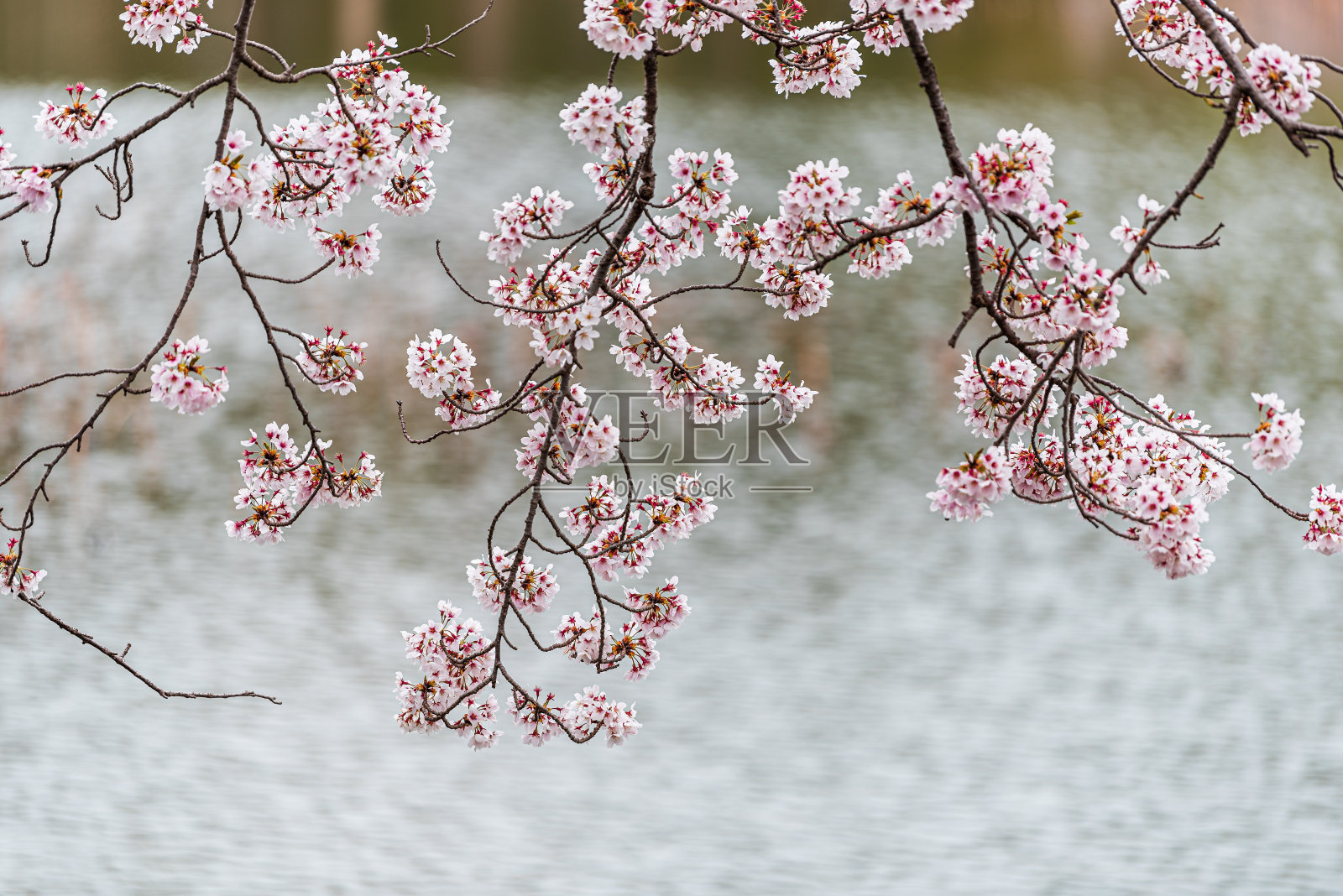 岚山地区春天大阪府池畔的樱花枝头照片摄影图片