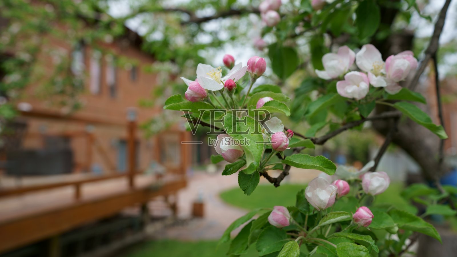 桃花的背景是春天照片摄影图片