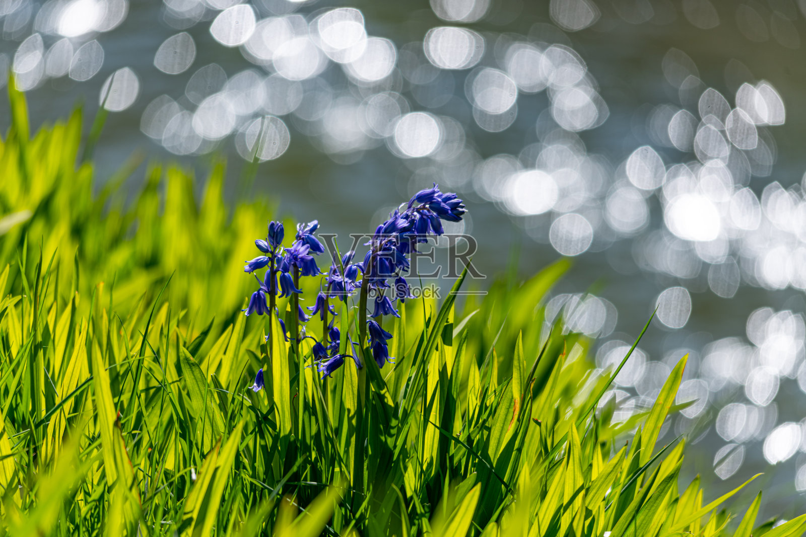 春日河堤上的风铃草，背景为散景照片摄影图片