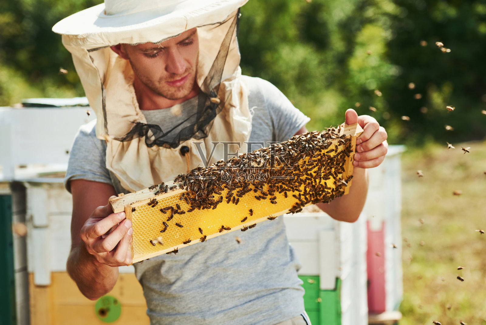 养蜂人在阳光灿烂的日子里在户外用装满蜜蜂的蜂巢工作照片摄影图片
