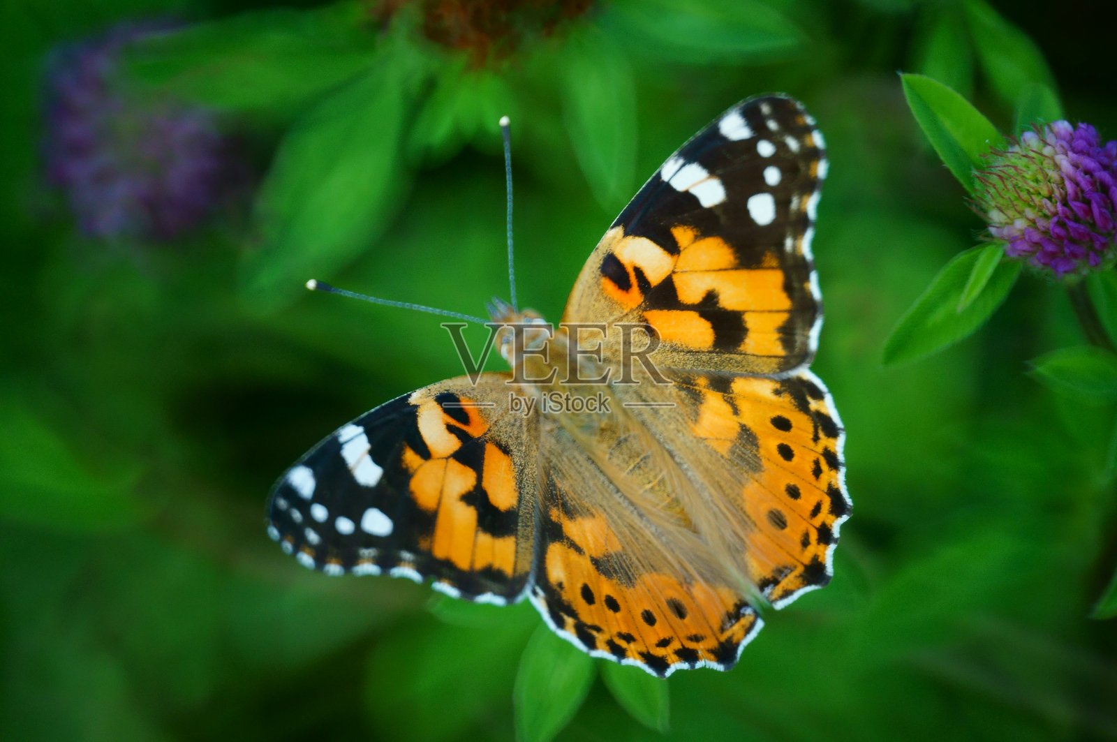 大自然中美丽的蝴蝶照片。美丽的野花和绿草。照片摄影图片