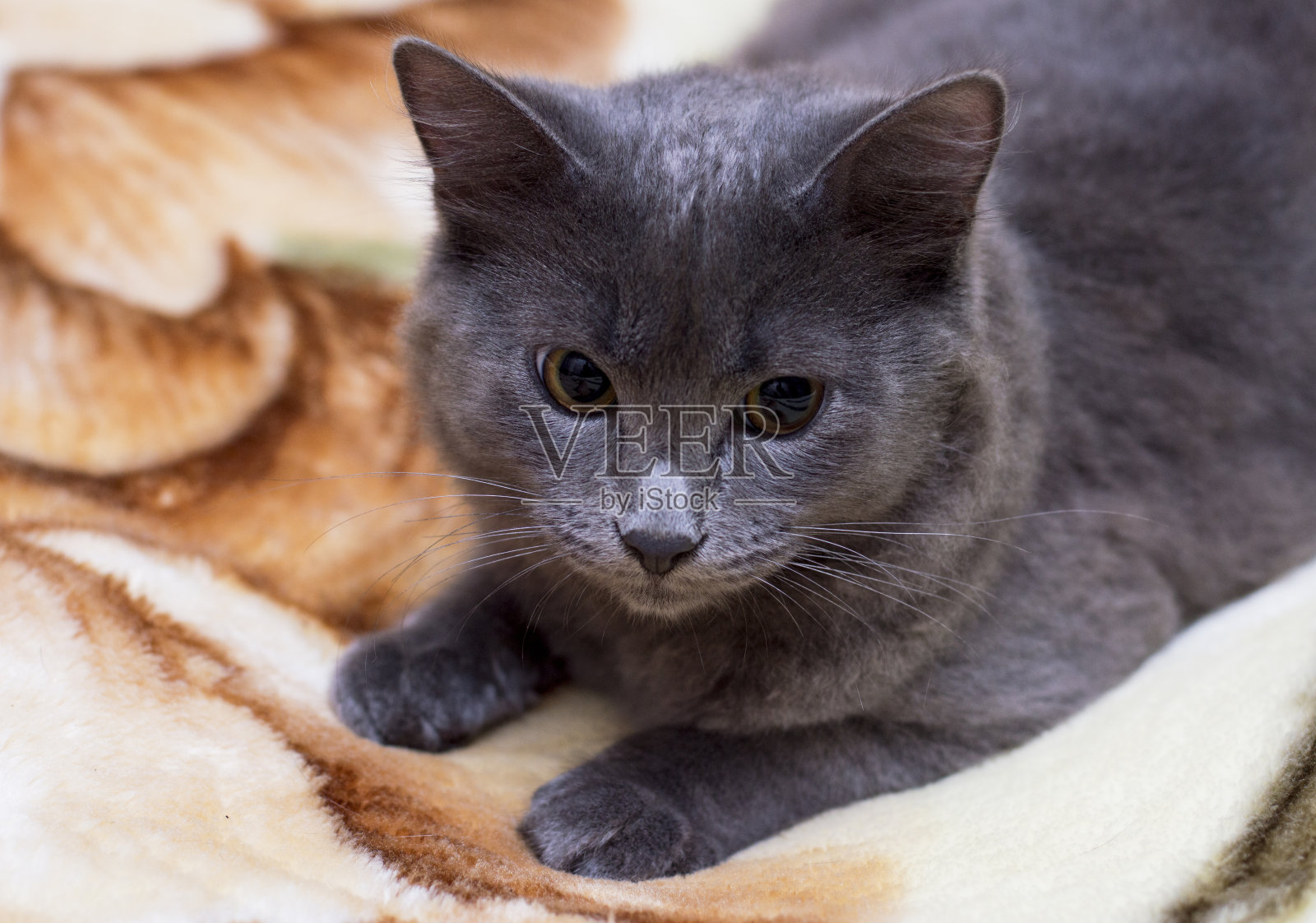 毛毯上一只灰色的英国猫的肖像照片摄影图片