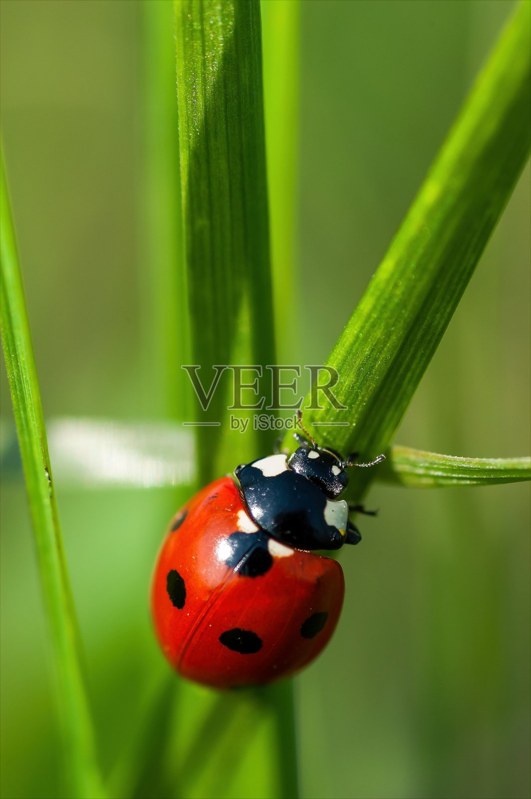 在一个阳光明媚的五月天，红瓢虫在一片绿色的草叶上照片摄影图片