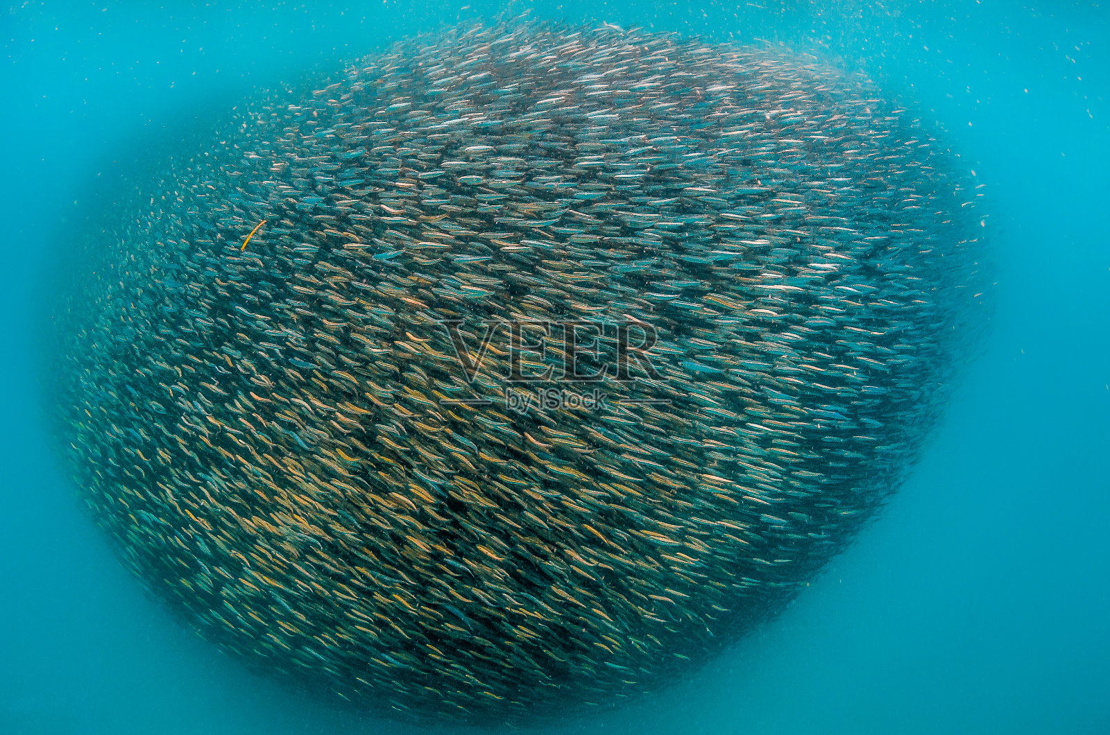 巨大的鱼饵球的小鱼聚集在清澈的绿松石海洋照片摄影图片