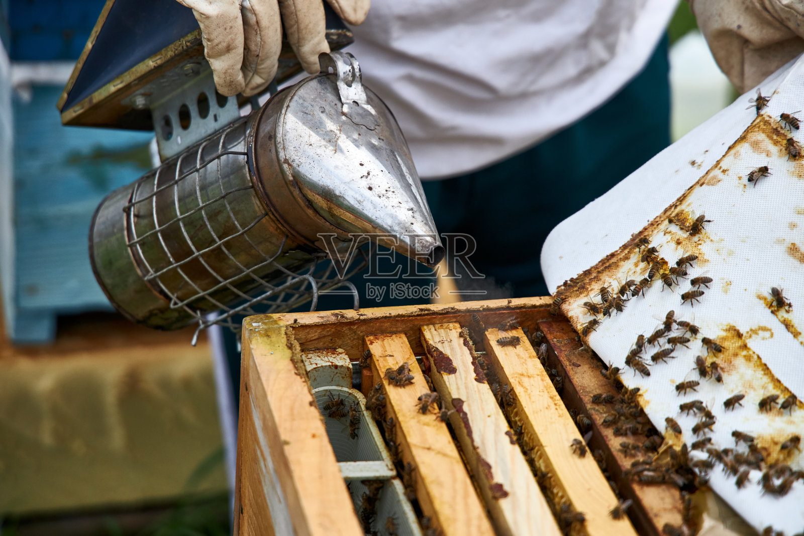 养蜂人收集蜂蜜照片摄影图片