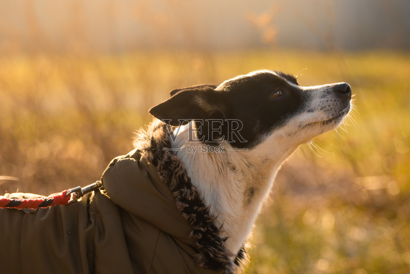 夕阳西下时，黄色田野上拴着的巴辛吉犬的肖像照片摄影图片