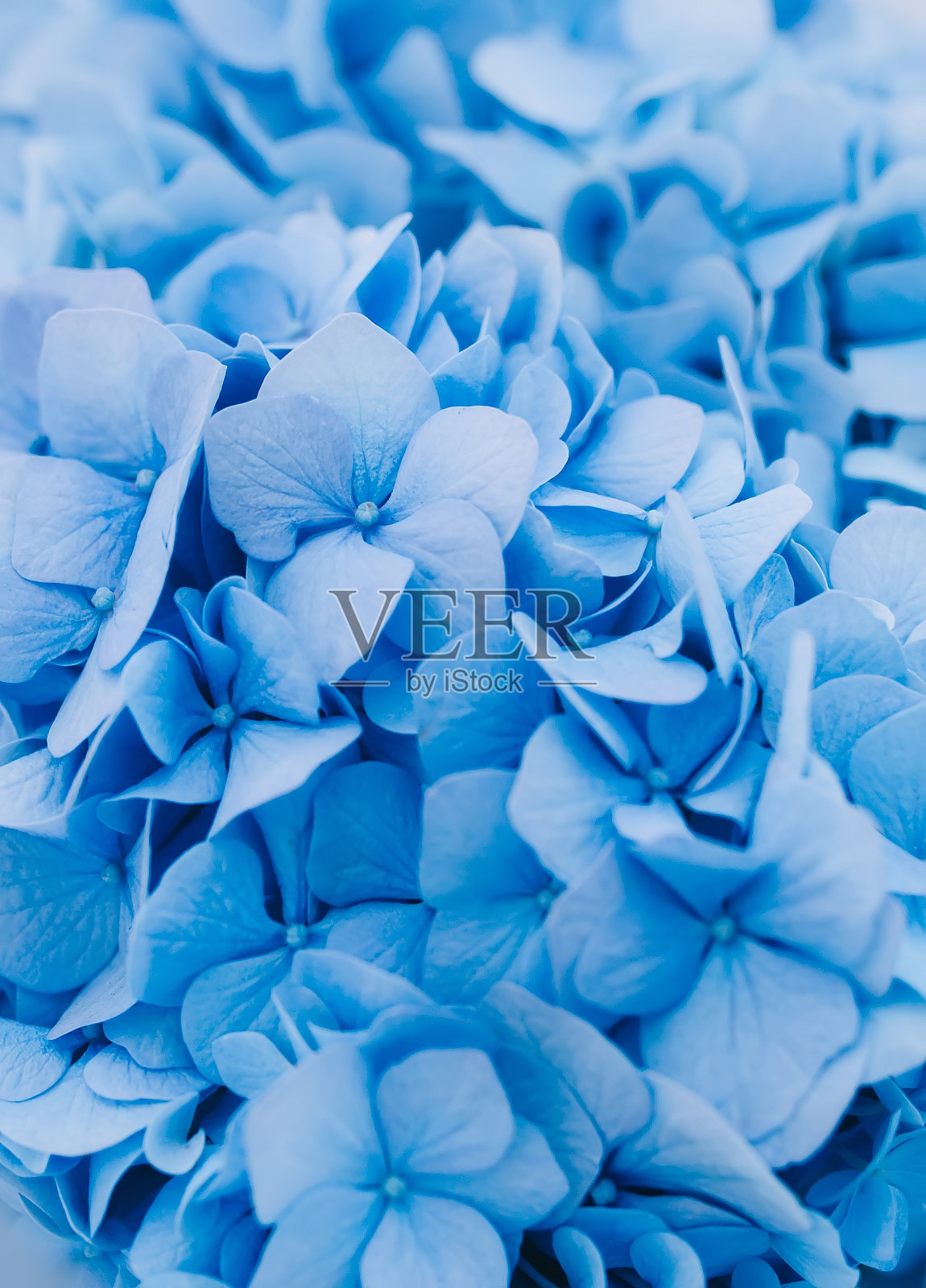 美丽的蓝色绣球花。特写镜头照片摄影图片