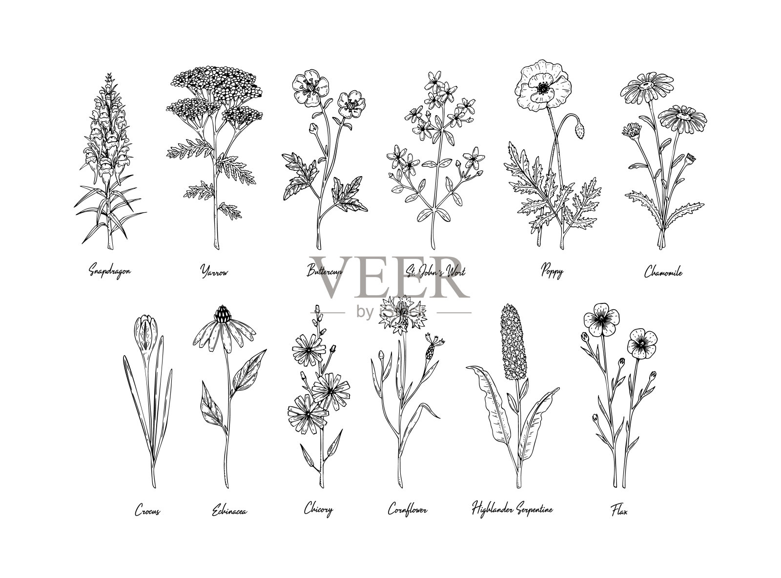 一套手绘草甸花与名字孤立在白色。矢量插图在素描风格设计元素图片