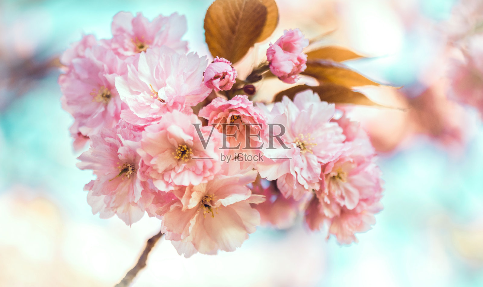日本樱花特写。树上有粉红色的花。春天百花盛开，美丽的大自然绽放。照片摄影图片