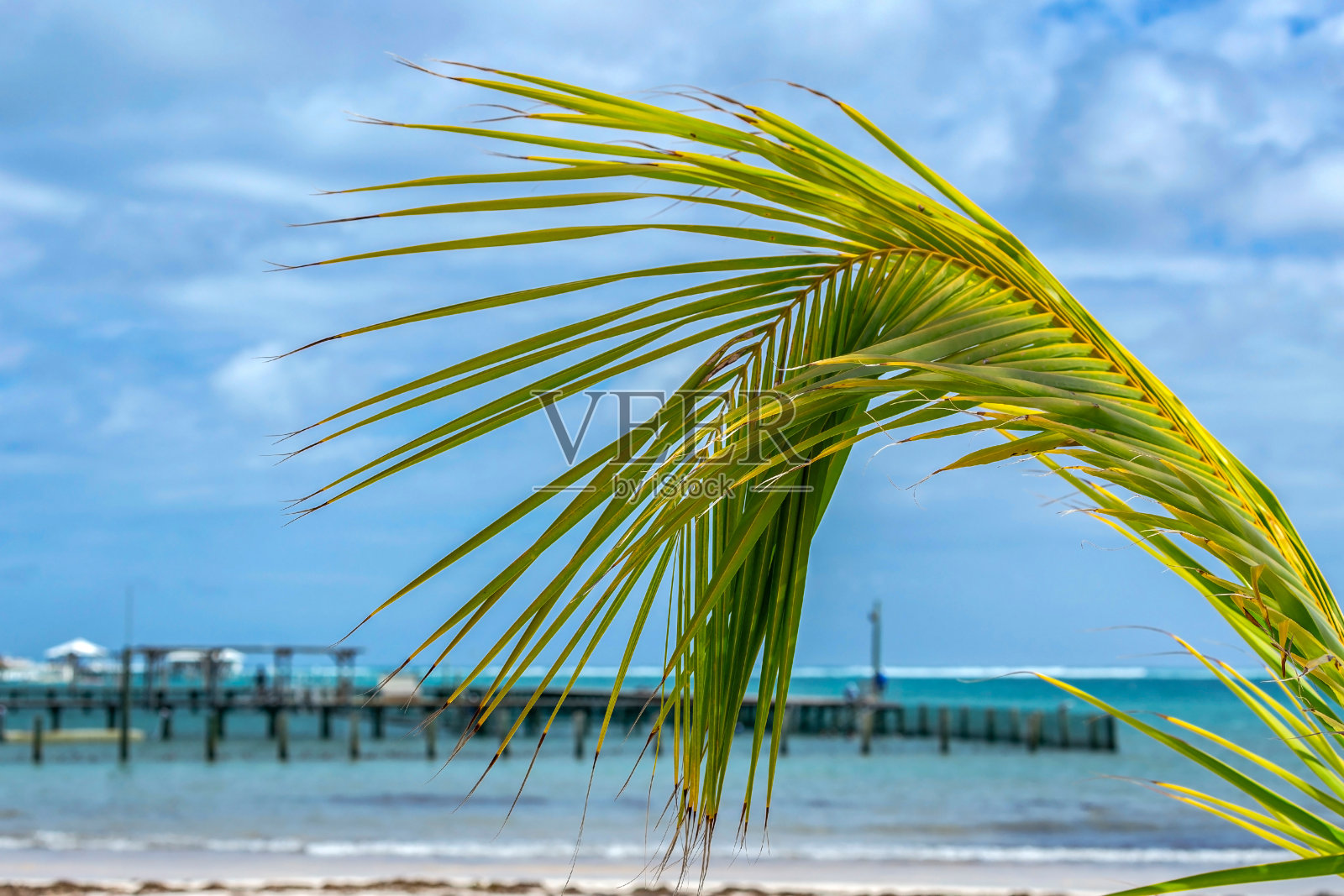 一个棕榈叶和一个游客码头的特写照片摄影图片