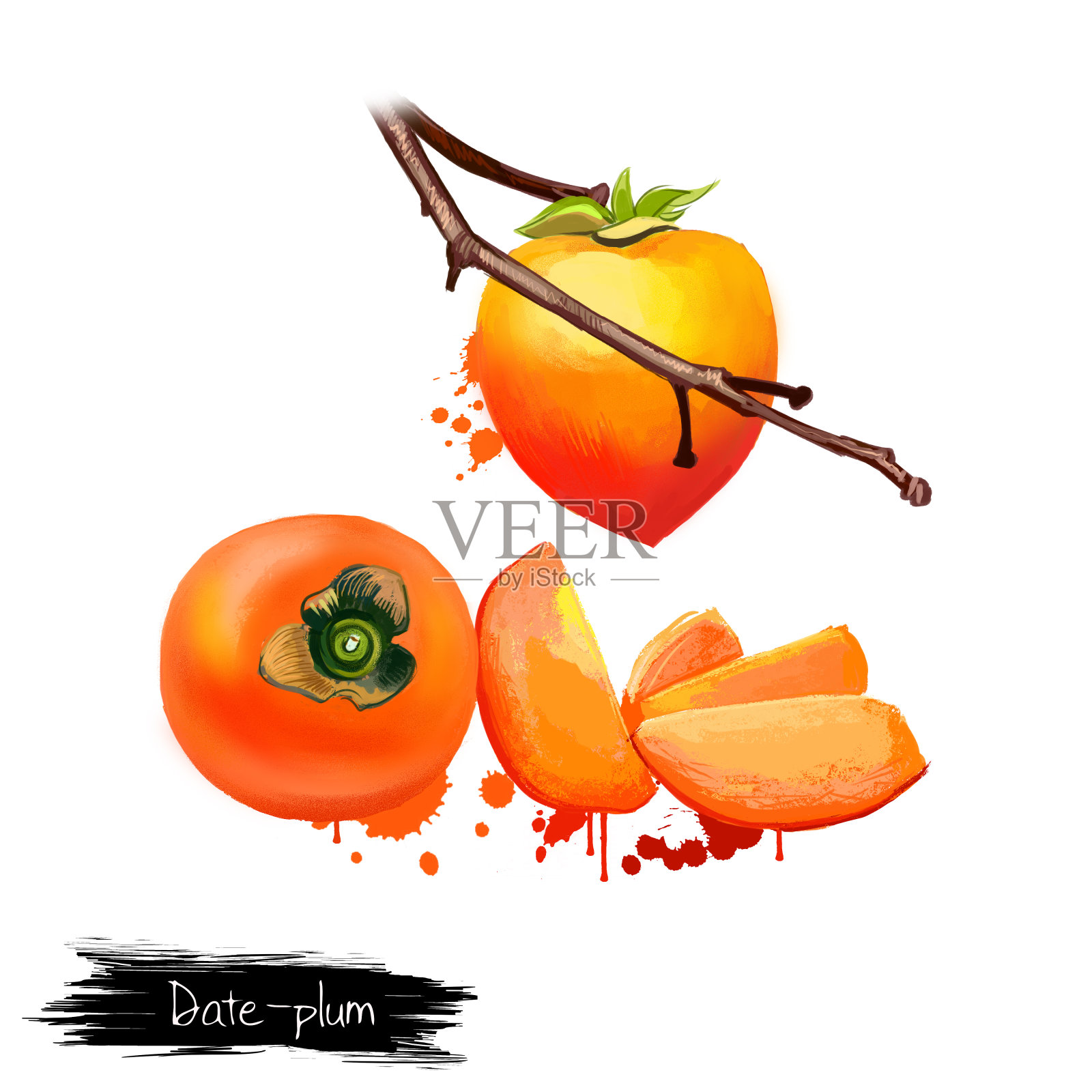 枣子李树与果片孤立在白色插画图片素材