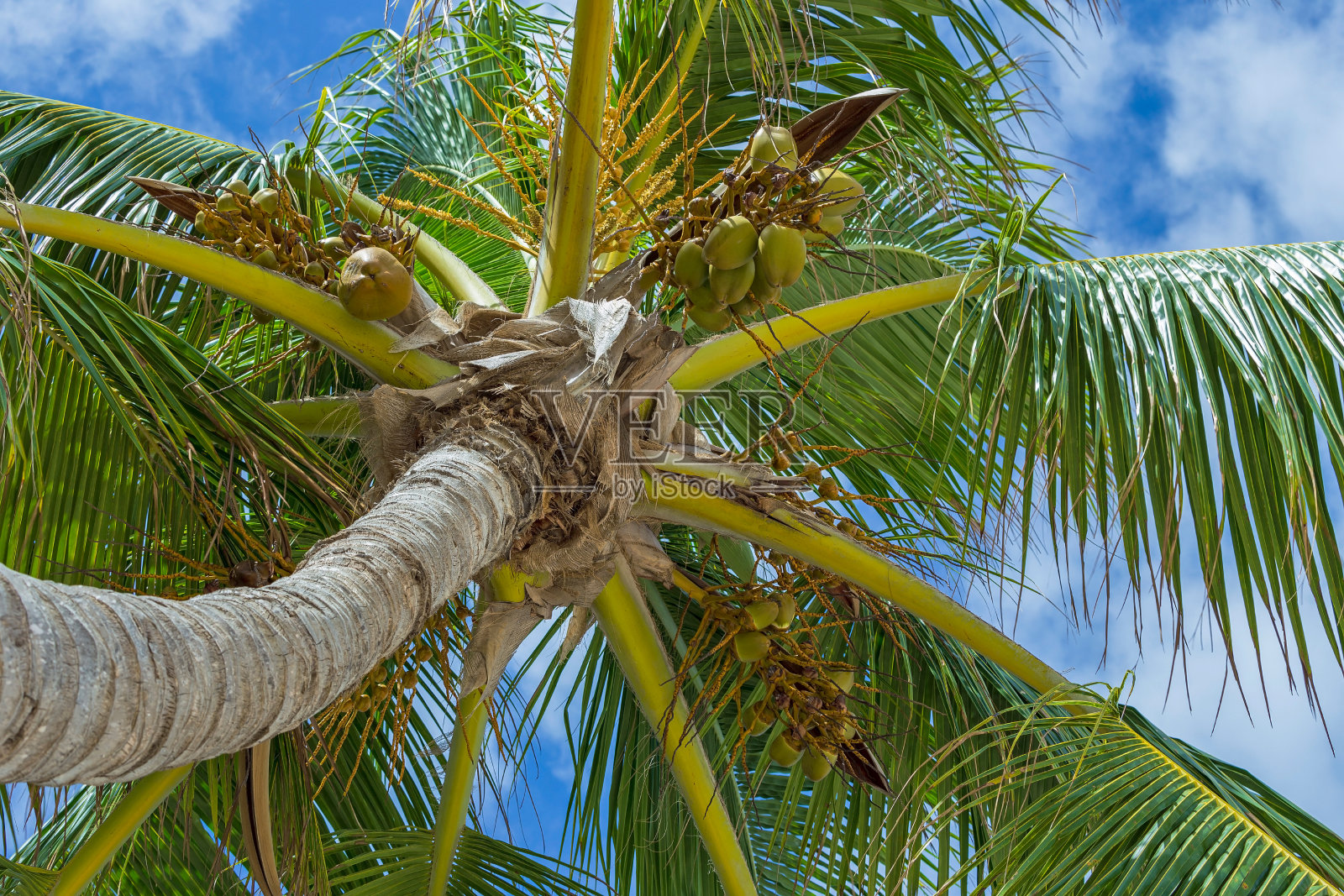 蓝天上棕榈树的背景照片摄影图片