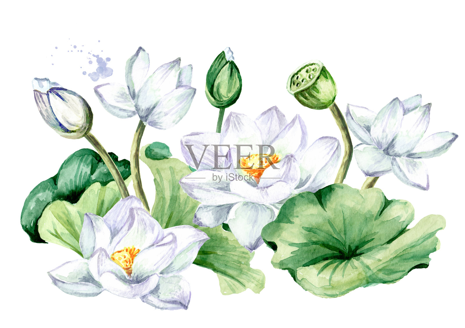 白莲开着绿叶。手绘植物水彩插图孤立的白色背景设计元素图片