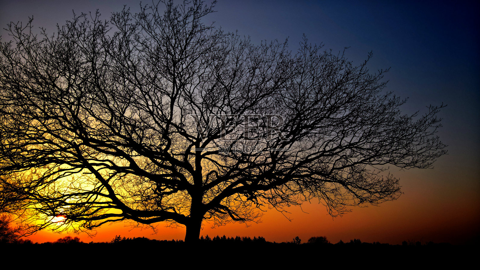 树后的夕阳照片摄影图片