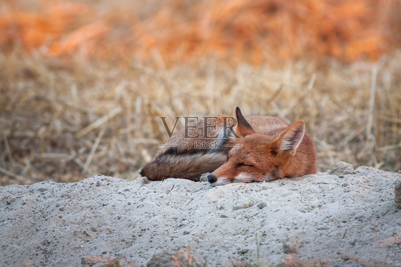 可爱的红狐在日出时睡觉，第一缕阳光照在背景上照片摄影图片