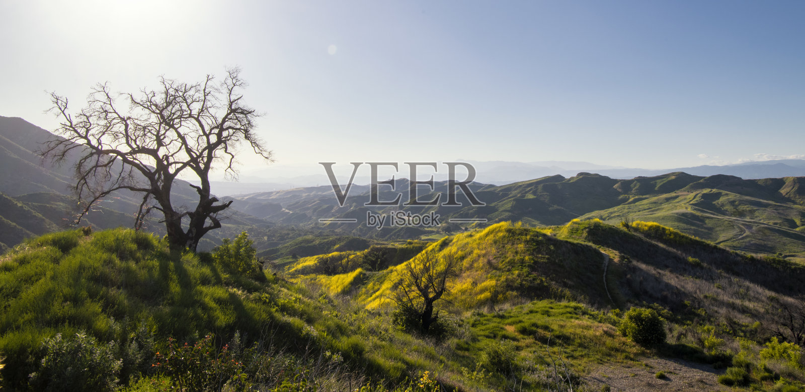 葱翠的春天山谷在南加州冬雨过后照片摄影图片