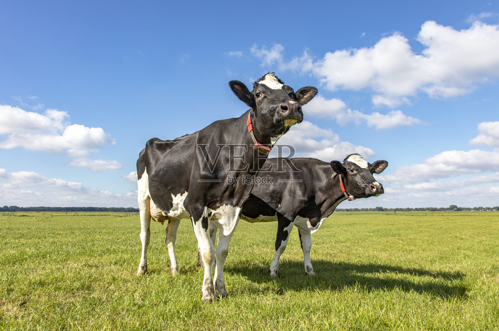 在蔚蓝的天空和笔直的地平线下，爱管闲事的奶牛站在绿色的牧场上。照片摄影图片