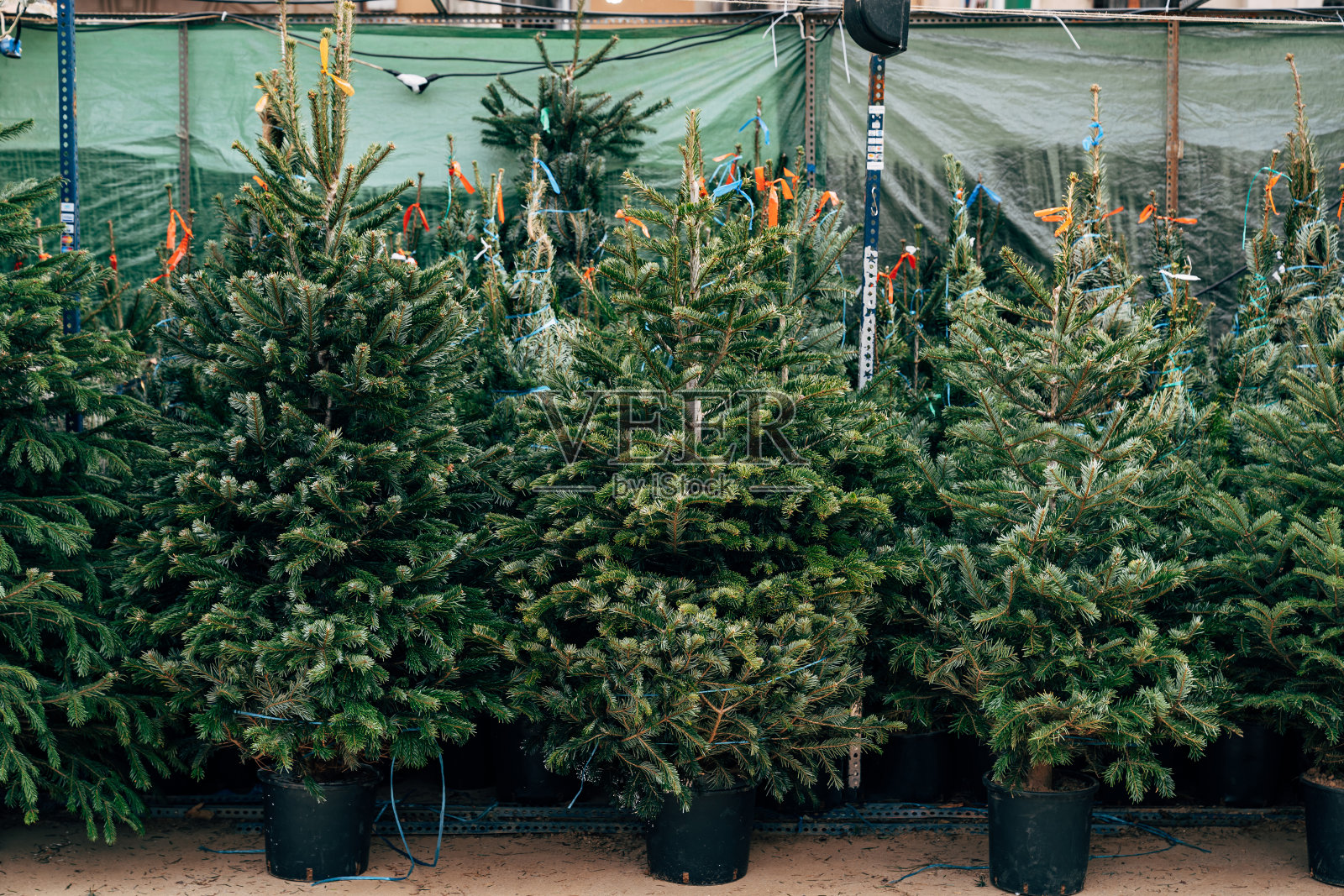 出售圣诞树。圣诞市场上卖着漂亮的盆栽圣诞树。照片摄影图片