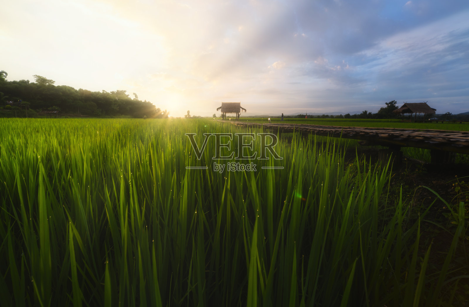 泰国北部南省绿色水稻种植中心的传统木桥和竹制小屋照片摄影图片