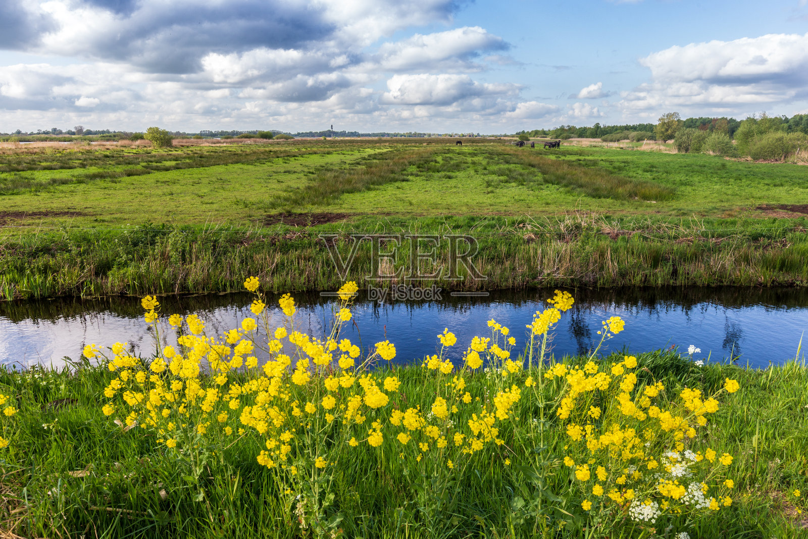 蓝色的天空和云倒映在被淹没的水面上的荷兰风景照片摄影图片