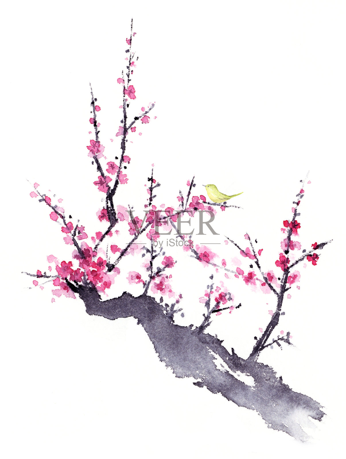 水墨画日本莺和梅花。插画图片素材