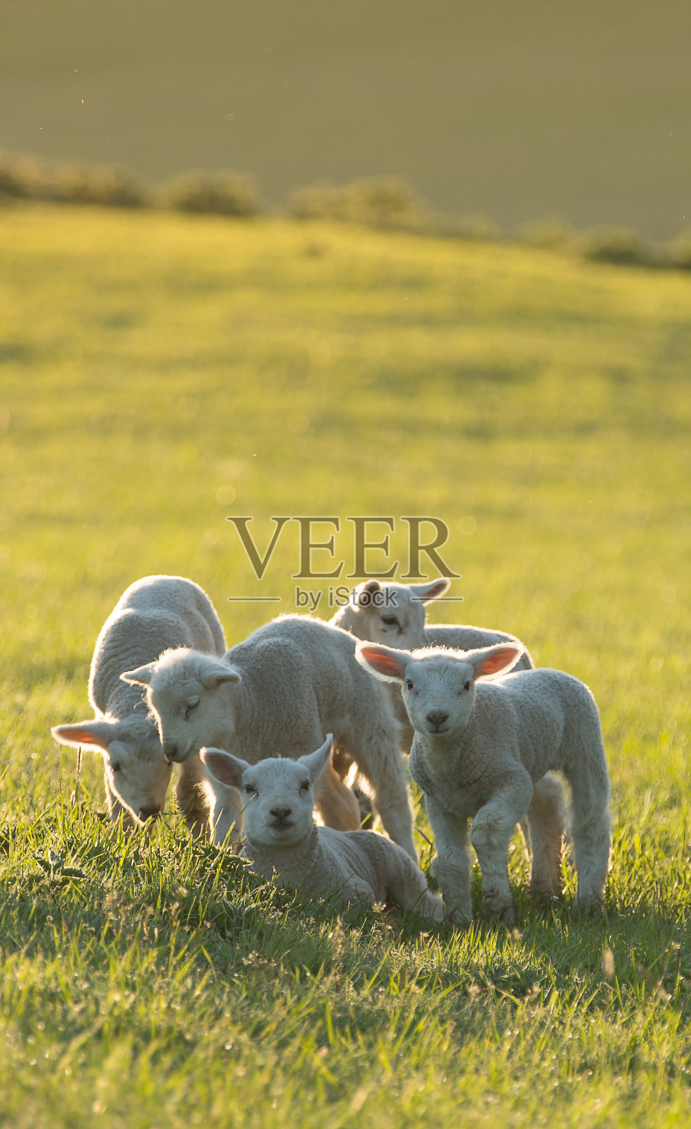 可爱的小羊羔在新鲜的绿色草地上照片摄影图片
