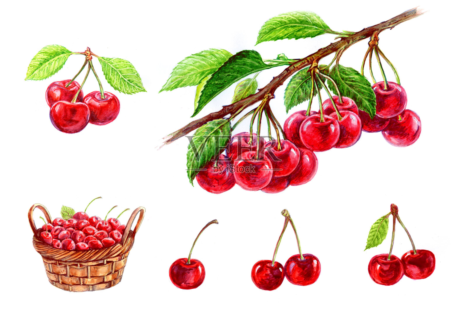 篮子里的樱桃，带叶子的樱桃，树枝上的樱桃。插画图片素材