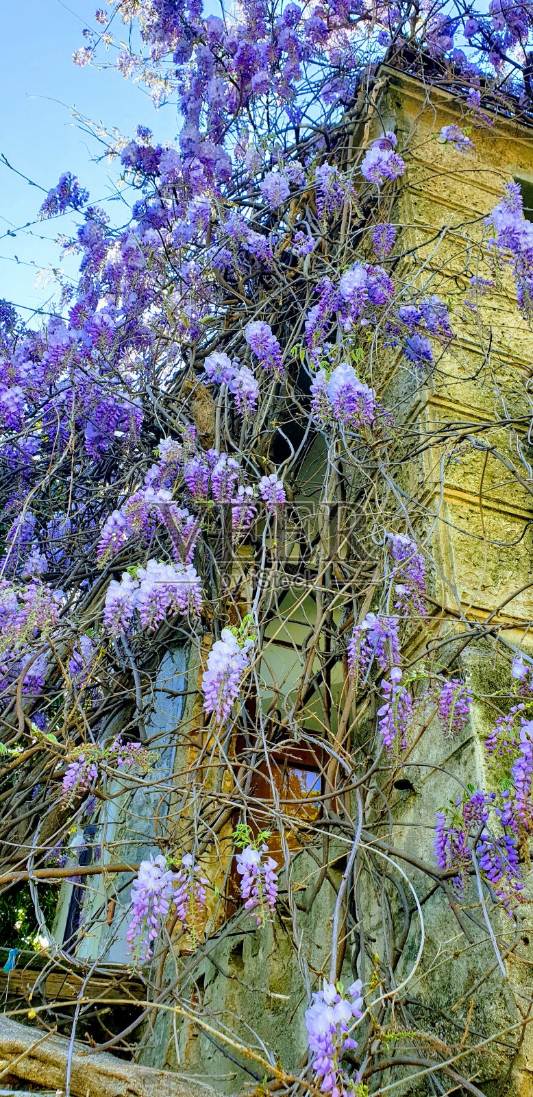 春天盛开的紫藤照片摄影图片