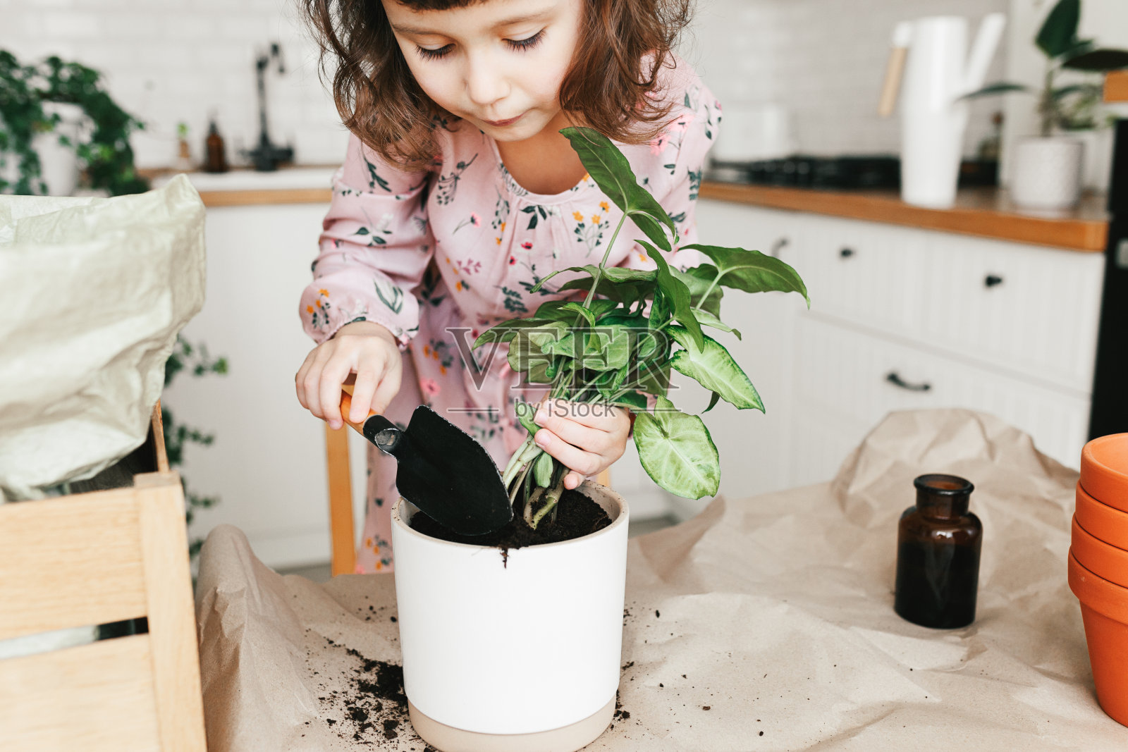 可爱的小女孩正在家里的花盆里种室内植物。照片摄影图片