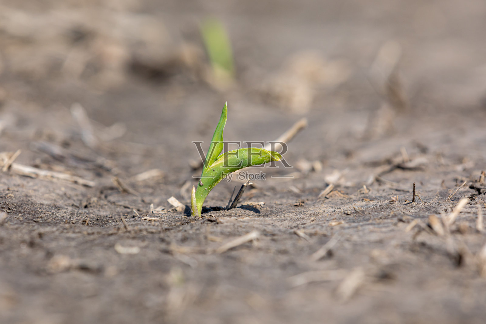 玉米新苗，VE生长期，在田间出现。在春季种植季节，雨水和洪水造成土壤严重开裂照片摄影图片