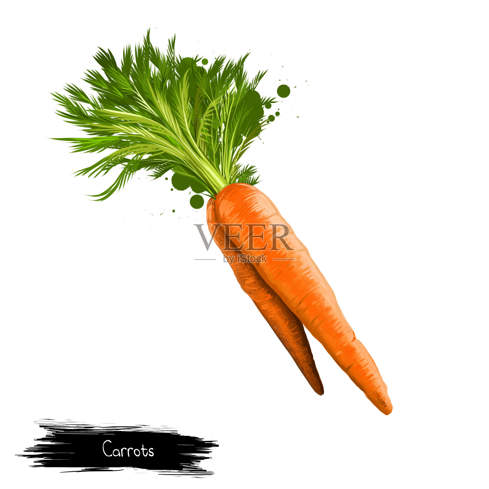孤立在白色上的绿叶胡萝卜根类蔬菜。数字艺术插图。有机健康食品。绿色蔬菜。图形设计元素与飞溅。剪贴画设计的两个范围的胡萝卜插画图片素材
