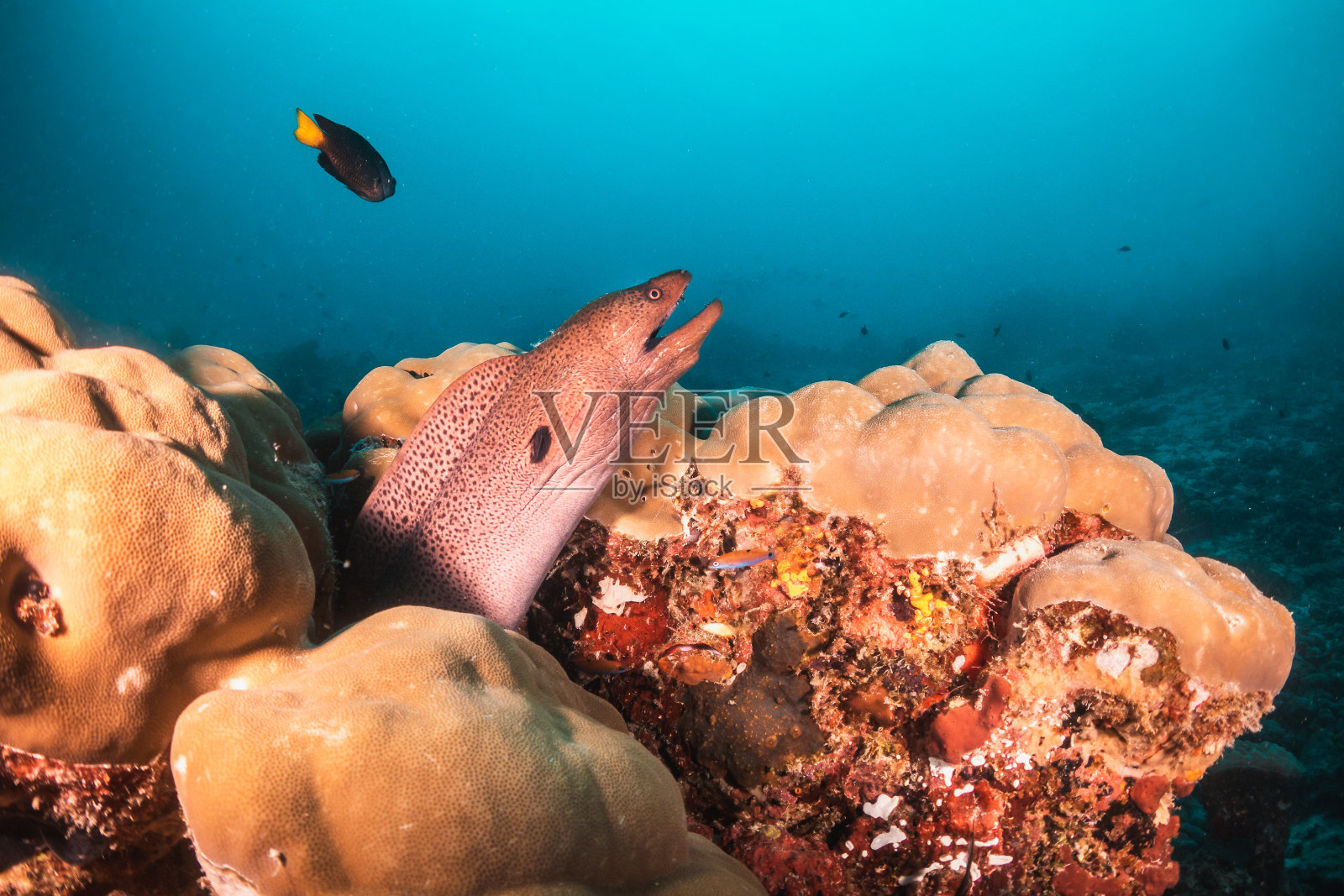 水下拍摄的海鳗在珊瑚礁照片摄影图片
