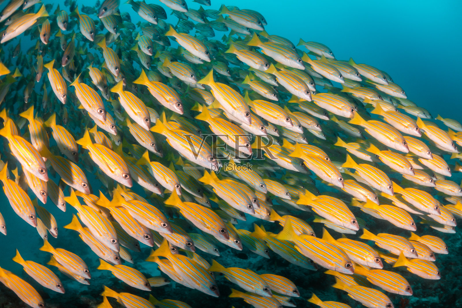 一群黄色的鲷鱼在清澈的蓝色水中照片摄影图片