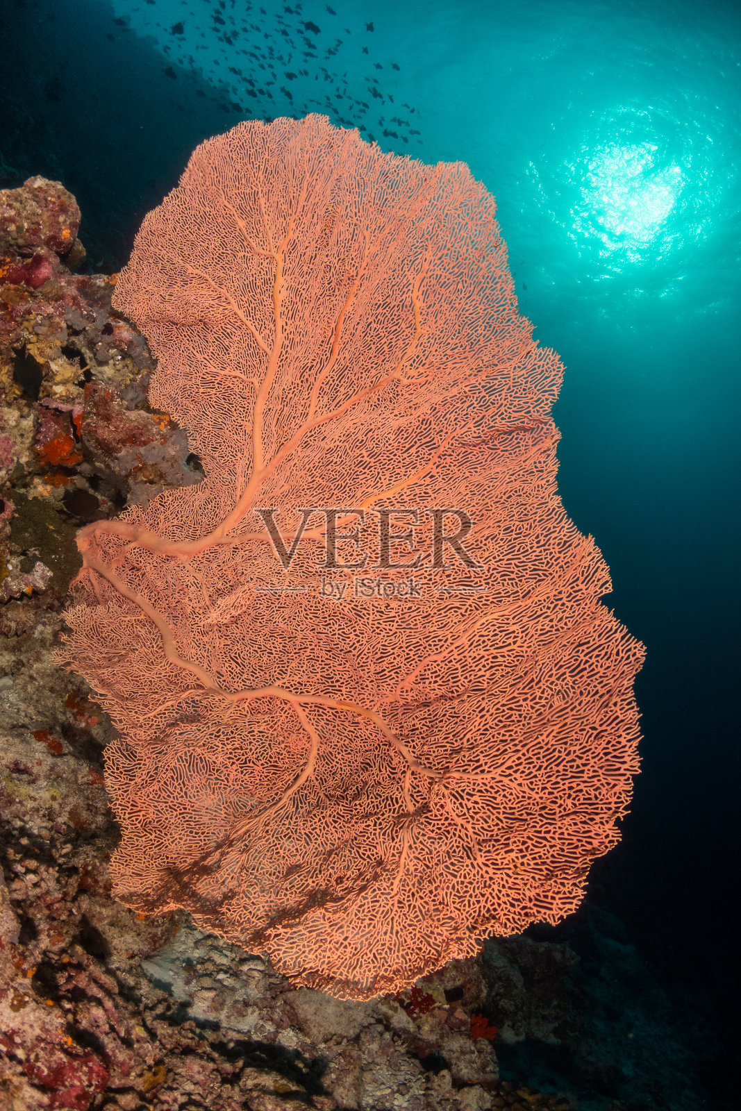 柳珊瑚海扇在清澈的蓝色水照片摄影图片