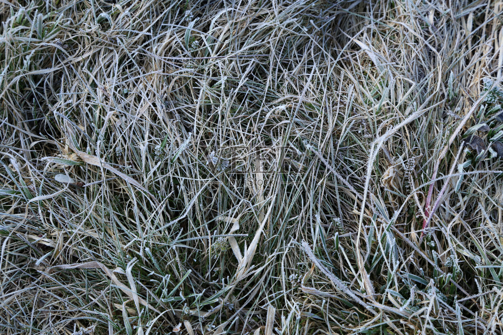 近距离观察草地上的冰晶照片摄影图片